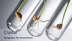  Presentation with seed - PPT theme having germination - germinate seed in test tube background and a light gray colored foreground