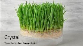  Presentation with farm to table - Amazing slides having germination - sprouter with wheat grass backdrop and a light gray colored foreground