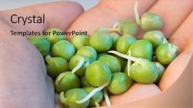  Presentation with peas - Beautiful presentation theme featuring germination bean seeds - analyzing germinated green peas backdrop and a coral colored foreground