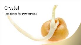  Presentation with seed germination - Amazing presentation theme having germination bean seeds - germinated seed of pea isolated backdrop and a white colored foreground