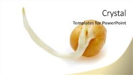  Presentation with seed germination - Presentation consisting of germination bean seeds - germinated seed of pea isolated background and a white colored foreground