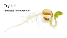  Presentation with seed germination - Colorful presentation enhanced with germination bean seeds - germinated seed of pea isolated backdrop and a white colored foreground