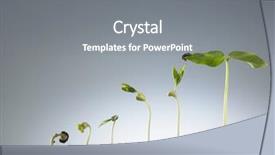  Presentation with growing - Beautiful slide set featuring germination bean seeds - growing plant in sequence isolated backdrop and a gray colored foreground