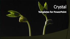  Presentation with soil - PPT theme enhanced with germination bean seeds - growing plant in soil isolated background and a black colored foreground