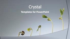  Presentation with growing micro greens isolated - Beautiful slide deck featuring germination bean seeds - growing plant in soil isolated backdrop and a gray colored foreground
