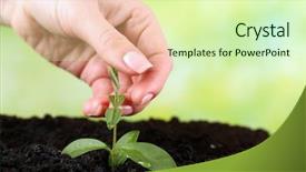  Presentation with soil - Beautiful PPT layouts featuring germination bean seeds - hand holding green seedlings backdrop and a  colored foreground