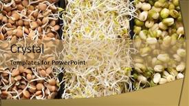  Presentation with food - Slide deck consisting of germination bean seeds - macrobiotic food background and a coral colored foreground