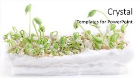  Presentation with plant cotton - Colorful PPT theme enhanced with germination bean seeds - plant cultivation on cotton backdrop and a  colored foreground