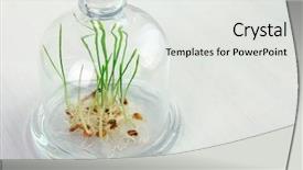  Presentation with seed germination - Beautiful slide set featuring germination seed - sprouted grains in glass vase backdrop and a light gray colored foreground