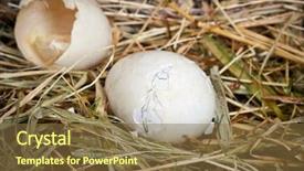  Presentation with baby chicks ducks and blocks - PPT theme consisting of get out of his egg background and a tawny brown colored foreground