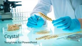  Presentation with grains - Audience pleasing slide deck consisting of getetica - researcher analyzing agricultural grains backdrop and a cool aqua colored foreground