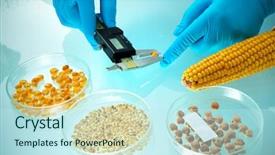  Presentation with grains - Slide deck enhanced with getetica - researcher analyzing agricultural grains background and a cool aqua colored foreground