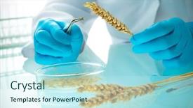  Presentation with agricultural - PPT theme with getetica - researcher analyzing agricultural grains background and a cool aqua colored foreground