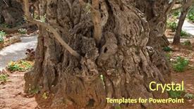  Presentation with gethsemane - Audience pleasing presentation theme consisting of getsemani - ancient tree in gethsemane garden backdrop and a tawny brown colored foreground