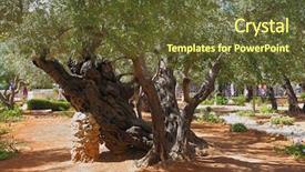  Presentation with gethsemane - Cool new slide set with getsemani - footpath between old olives backdrop and a tawny brown colored foreground
