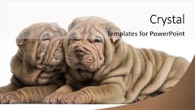  Presentation with pei - Audience pleasing slide deck consisting of shar pei puppies lying cuddling backdrop and a white colored foreground
