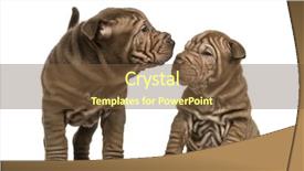  Presentation with pei - Amazing slide set having shar pei puppies sniffing each backdrop and a tawny brown colored foreground
