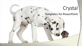  Presentation with healthy workplace full length side view - Cool new slides with side view of a dalmatian puppy sniffing a kitten meowing isolated on white backdrop and a white colored foreground