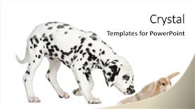  Presentation with puppy - Beautiful PPT layouts featuring side view of a dalmatian puppy sniffing a rabbit isolated on white backdrop and a white colored foreground