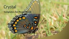  Presentation with purple butterfly - Presentation design enhanced with getting nutrients from horse poop background and a yellow colored foreground