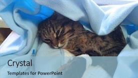  Presentation with surgery - Beautiful presentation featuring getting sick cat backdrop and a light blue colored foreground