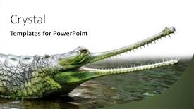  Presentation with crocodile - Slides having gharial also known as the gavial and the fish-eating crocodile background and a white colored foreground