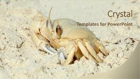  Presentation with persian gulf - Amazing PPT theme having ghost crab o saratan on a beach in north-east qatar on the arabian persian gulf coast backdrop and a soft green colored foreground