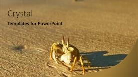  Presentation with ghost - Slides consisting of ghost crab on a beach background and a coral colored foreground