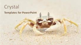  Presentation with holly ghost - Audience pleasing slides consisting of ghost crab on a beach backdrop and a lemonade colored foreground