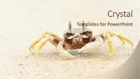  Presentation with ghost - Audience pleasing presentation consisting of ghost crab on a beach backdrop and a cream colored foreground