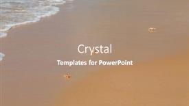  Presentation with crabs - Cool new PPT theme with ghost-crabs-ocypode-spp backdrop and a coral colored foreground