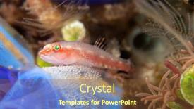  Presentation with ghost - Cool new PPT layouts with ghost-goby-guarding-her-brood backdrop and a tawny brown colored foreground