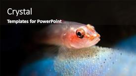  Presentation with ghost - PPT theme having ghost-goby-guarding-her-brood background and a black colored foreground