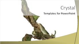  Presentation with ghost - Audience pleasing presentation design consisting of ghost-mantis-phyllocrania-paradoxa-praying backdrop and a white colored foreground