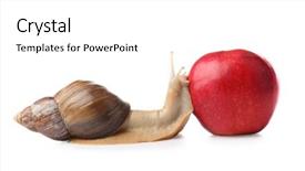  Presentation with snail - Theme featuring giant achatina snail and fresh background and a  colored foreground