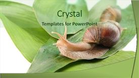  Presentation with chemistry leaves green leaf - Colorful theme enhanced with giant achatina snail and green backdrop and a mint green colored foreground