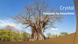  Presentation with kruger - Beautiful theme featuring giant-african-baobab-adansonia-digitata backdrop and a teal colored foreground