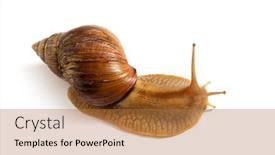  Presentation with snail - Slide deck enhanced with giant-african-land-snail-achatina background and a red colored foreground