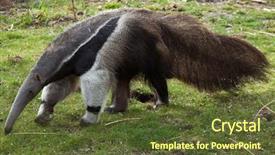  Presentation with ant - Presentation theme having giant anteater myrmecophaga tridactyla also background and a tawny brown colored foreground