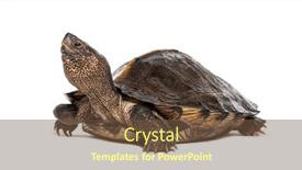  Presentation with turtle - Theme with giant-asian-pond-turtle-heosemys and a  colored foreground