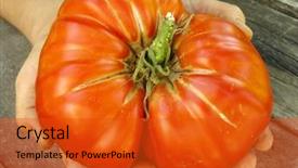  Presentation with beef - Audience pleasing slides consisting of giant beef tomato in farmer hands backdrop and a red colored foreground