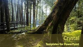  Presentation with taiwan - PPT theme featuring giant-big-tree-in-alishan background and a tawny brown colored foreground