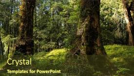  Presentation with taiwan - Presentation theme having giant-big-tree-in-alishan background and a  colored foreground