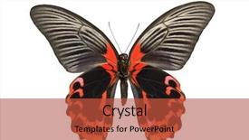  Presentation with philippines - Cool new theme with giant birdwing butterfly backdrop and a red colored foreground