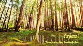  Presentation with cedar - Beautiful PPT theme featuring giant cedar forest backdrop and a tawny brown colored foreground