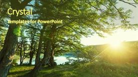  Presentation with cedar - Slide deck consisting of giant cedar forest background and a tawny brown colored foreground