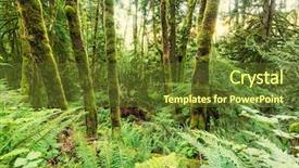  Presentation with cedar - Beautiful presentation theme featuring giant cedar forest backdrop and a tawny brown colored foreground