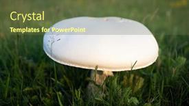 Presentation with champignon mushroom - Beautiful presentation theme featuring giant-champignon-mushroom backdrop and a tawny brown colored foreground