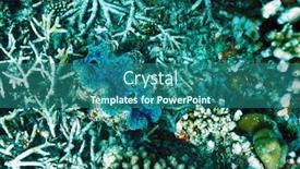  Presentation with clam - Slide set having giant clam tridacna gigas at the tropical coral reef background and a ocean colored foreground