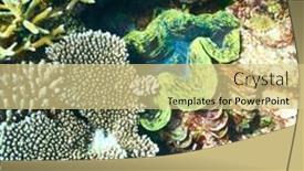  Presentation with clam - Amazing slide deck having giant clam tridacna gigas at the tropical coral reef backdrop and a soft green colored foreground